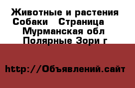 Животные и растения Собаки - Страница 3 . Мурманская обл.,Полярные Зори г.